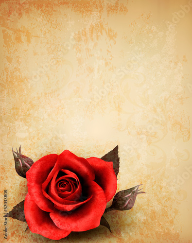 Big red rose on old paper background. Vector.