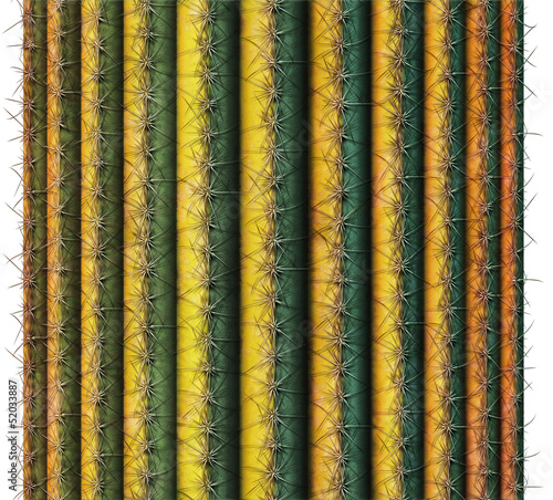 Saguaro Cactus