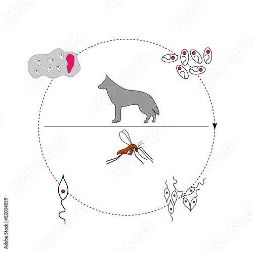 Leishmania life cycle