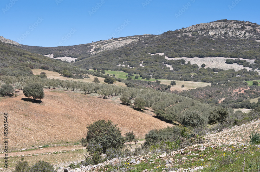 Mediterranean forest over quartzite mountains, Spain Mediterranean forest over quartzite mountains, Spain