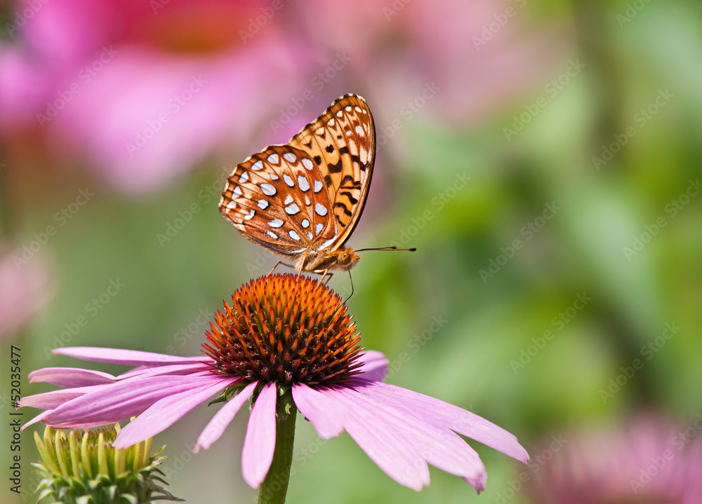 Fritillary butterfly feeding on pink coneflowers Fritillary butterfly feeding on pink coneflowers