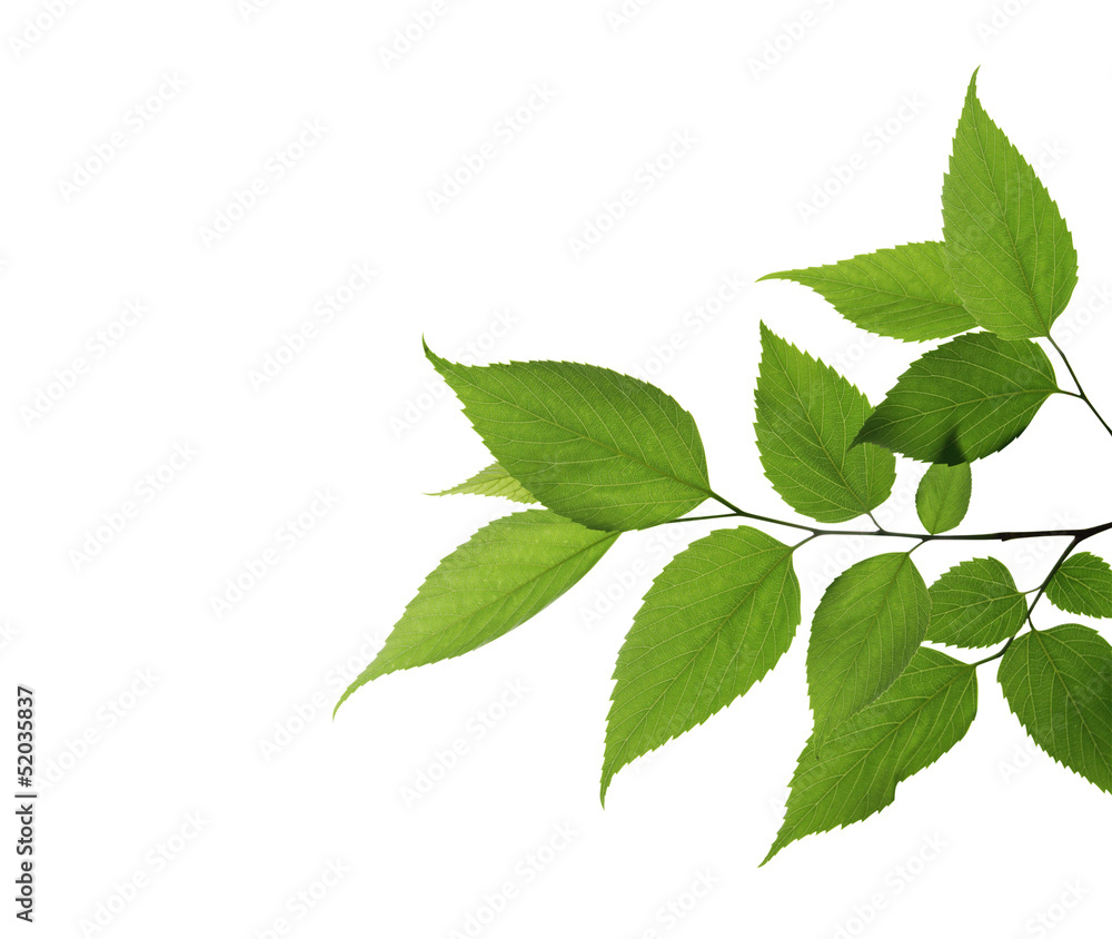 leaf isolated on white background leaf isolated on white background