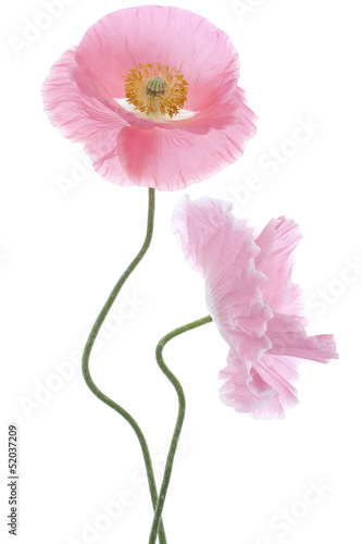 Fototapeta Naklejka Na Ścianę i Meble -  poppy