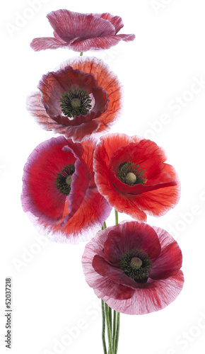 Fototapeta Naklejka Na Ścianę i Meble -  poppy