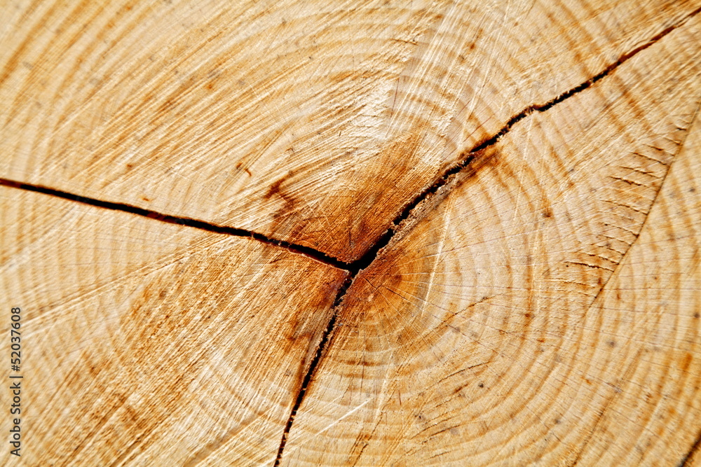 Fototapeta premium Tronc d'arbre vu en coupe