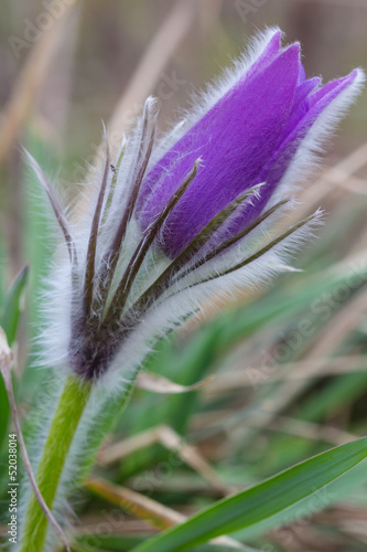 closeup beautiful violet flower