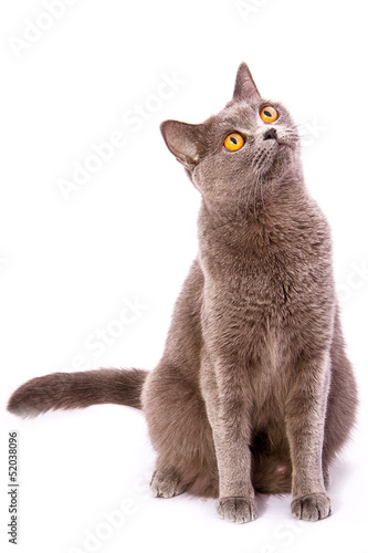 Fototapeta Naklejka Na Ścianę i Meble -  British shorthair gray cat with bright yellow eyes isolated on a