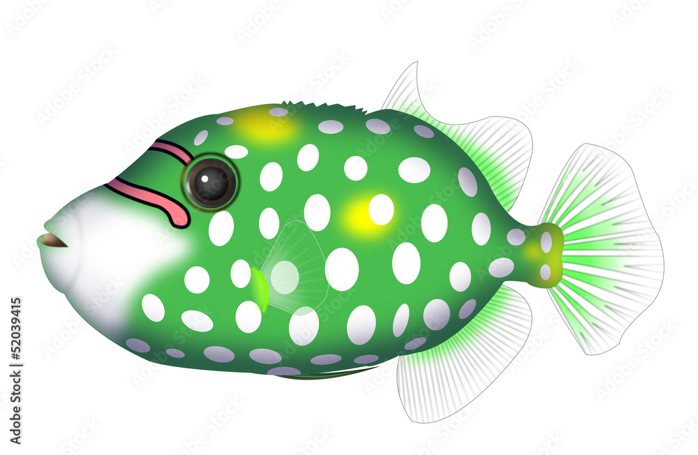 モンガラカワハギ 幼魚a Clown Triggerfishes Stock イラスト Adobe Stock モンガラカワハギ 幼魚a Clown Triggerfishes Stock イラスト Adobe Stock