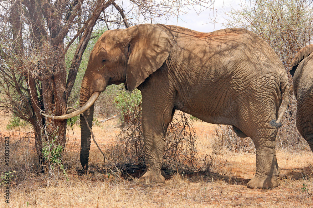 Fototapeta premium Elefante tra alberi