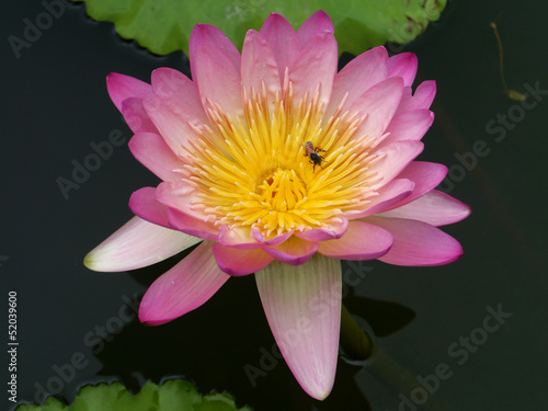 water lily, lotus