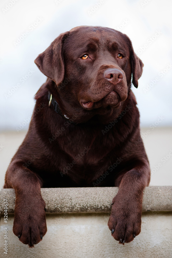 brown labrador dog