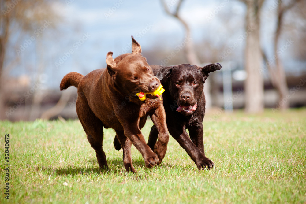 two brown labrador retriever dogs playing outside two brown labrador retriever dogs playing outside