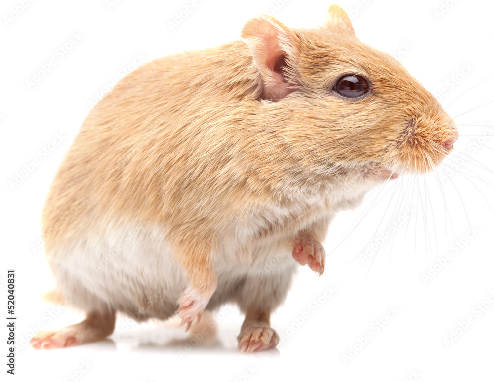 the mouse the mouse