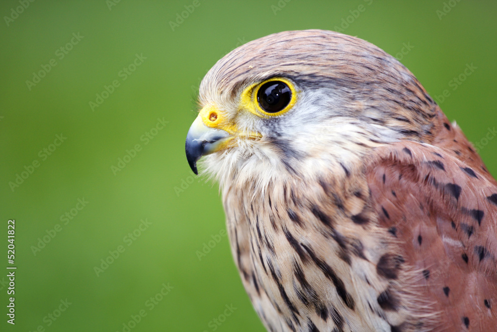 portrait kestrels portrait kestrels