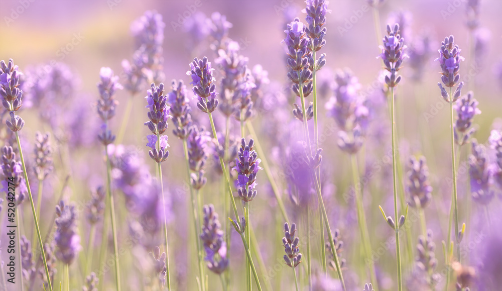 Naklejka premium Branches of flowering lavender