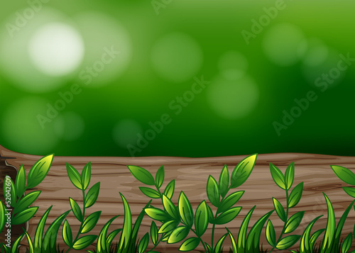A big trunk with plants