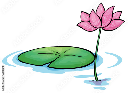A waterlily flower