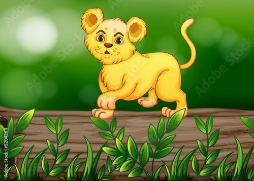 A tiger walking above the wood