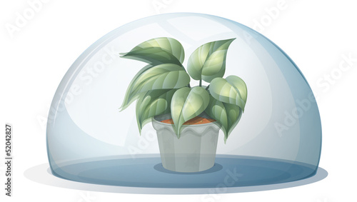 A plant inside a transparent dome