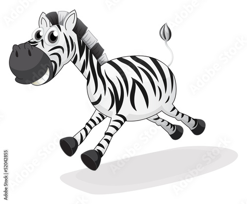 A zebra running