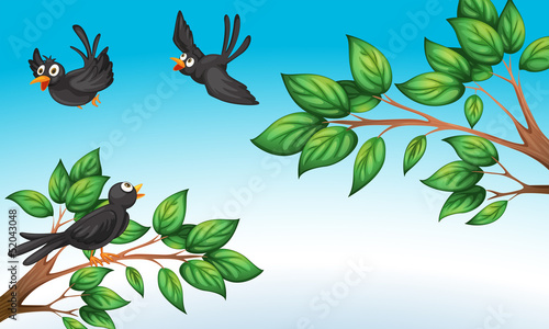 Three birds at the forest