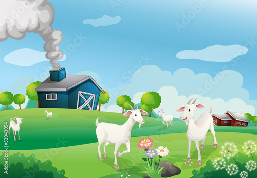 A farm with many goats