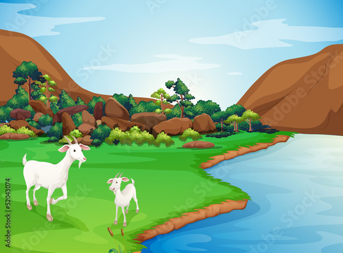 Two goats at the riverbank
