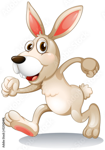 A male rabbit