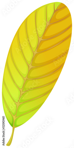 An elliptic leaf
