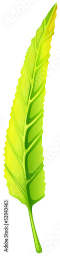 A green elongated leaf