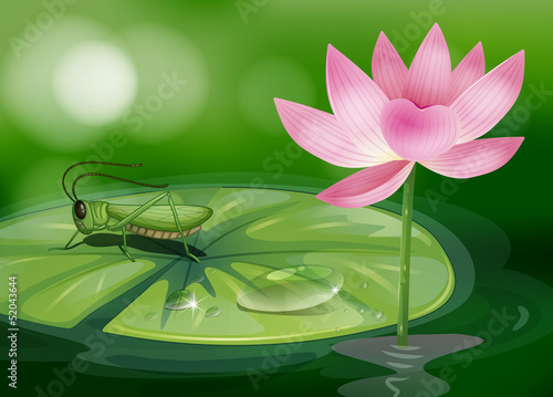 A grasshopper above a waterlily beside a pink flower