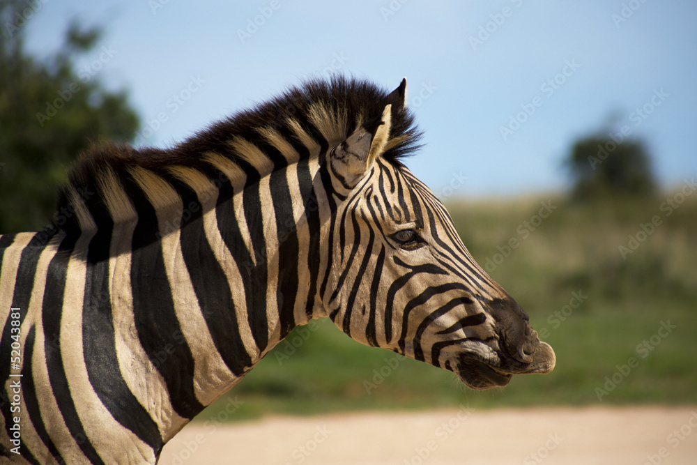 Profile view of a young zebra