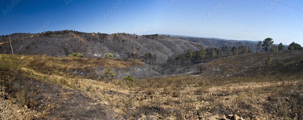 burned forest burned forest