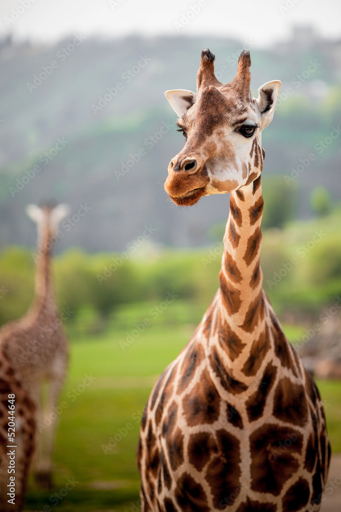 Fototapeta premium giraffes in the zoo