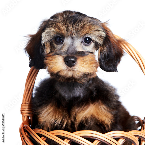 Portrait of a nice puppy in a wattled basket.