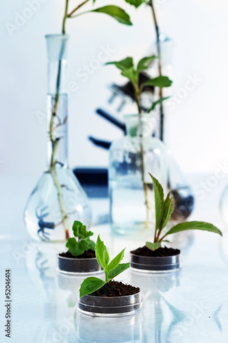 Experimenting with flora in laboratory. photo