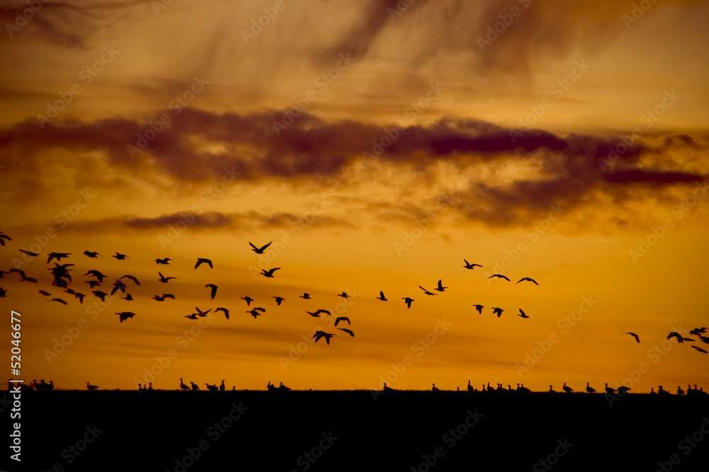 Flock of silhouette birds flying at the orange sunset .