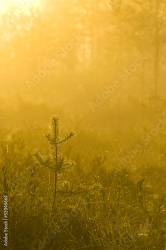 Misty Morning on Swamps Strong Yellow Sunlight © Mikko Lemola