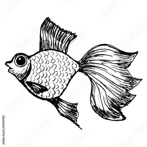 goldfish