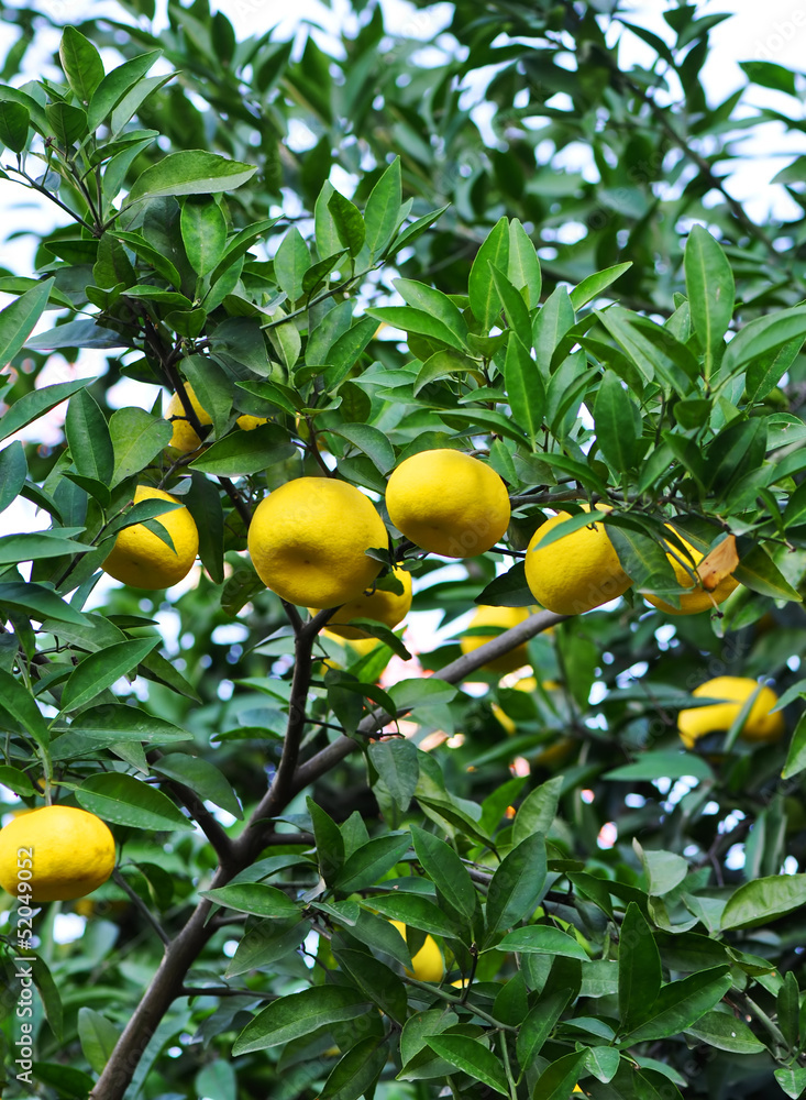Tangerine citrus fruits in the garden