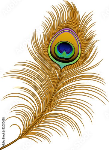 Peacock Feather
