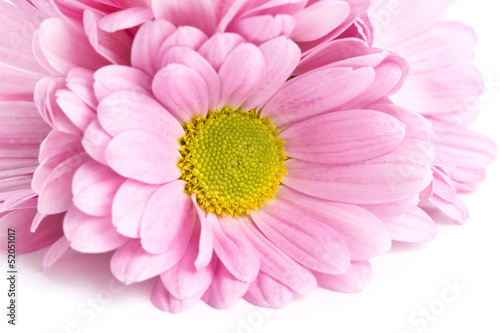 Beautiful pink flower petals closeup