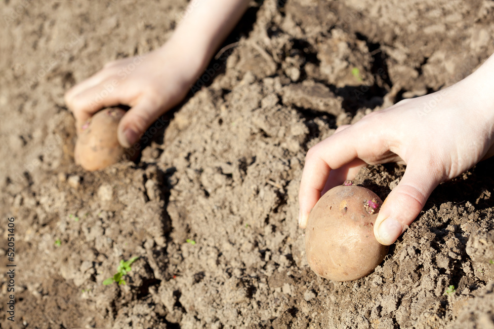 Humans hands planting potato tubers into the soil Humans hands planting potato tubers into the soil