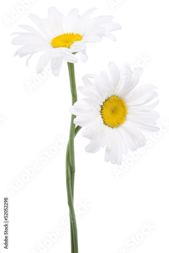 Fototapeta Naklejka Na Ścianę i Meble -  daisy