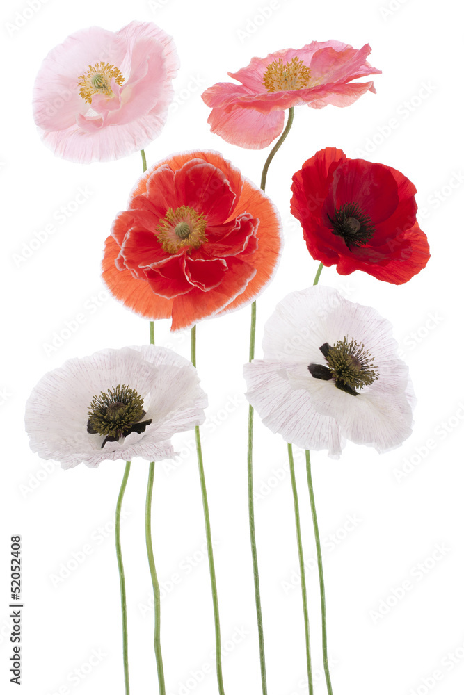 Fototapeta premium poppy