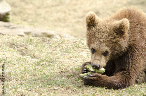Young brown bear eating
