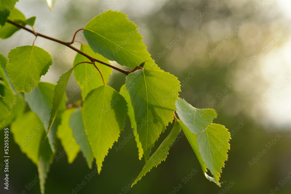Birch leaves backlit Birch leaves backlit