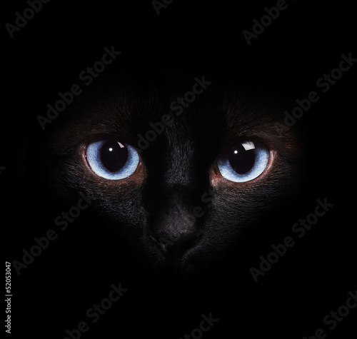 Eyes of the siamese cat in the darkness