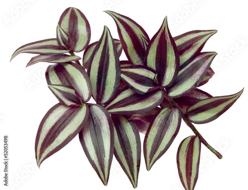 green and purple,brilliant leaves of tradescantia photo