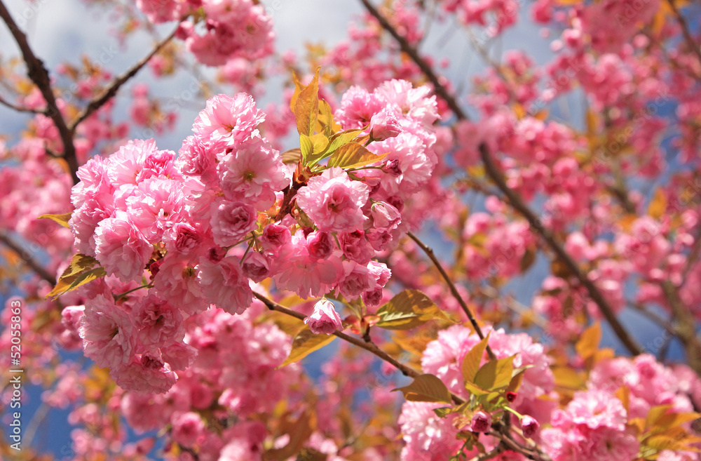 Spring - flowering tree